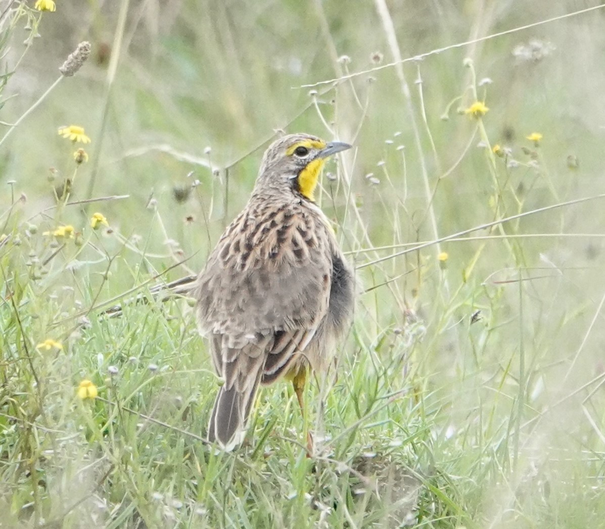 Yellow-throated Longclaw - ML620776033