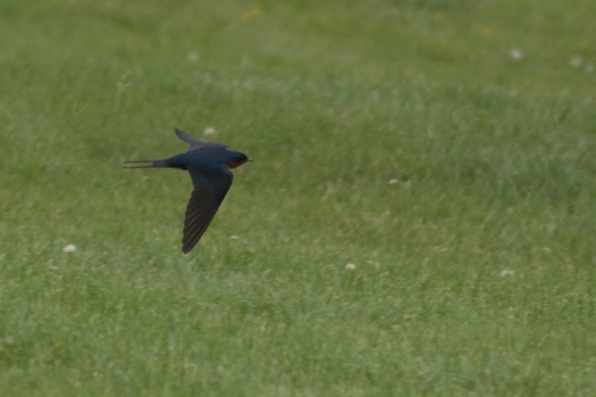 Golondrina Común - ML620776038