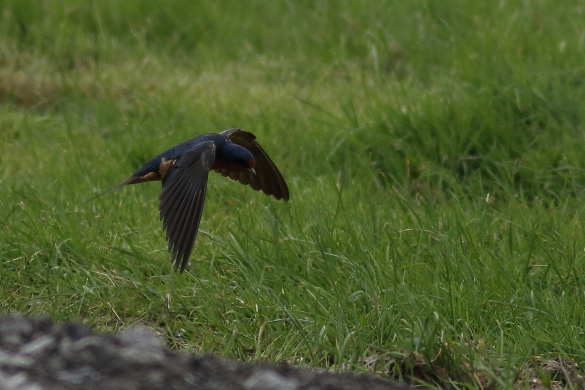 Barn Swallow - Richard Stanton