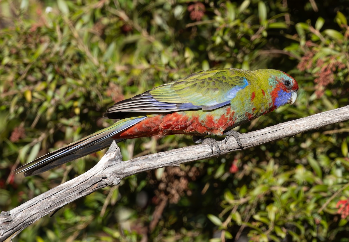 Crimson Rosella - ML620776041