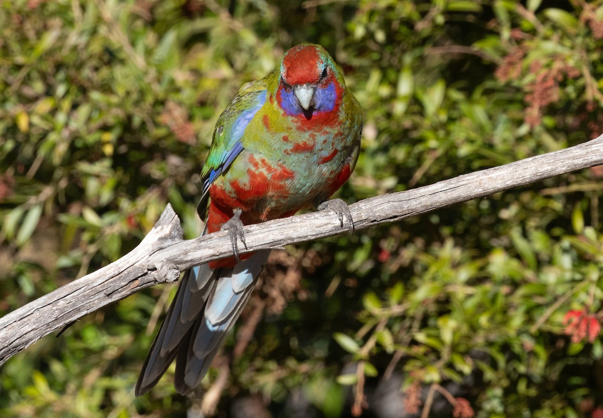 Perico Elegante - ML620776042