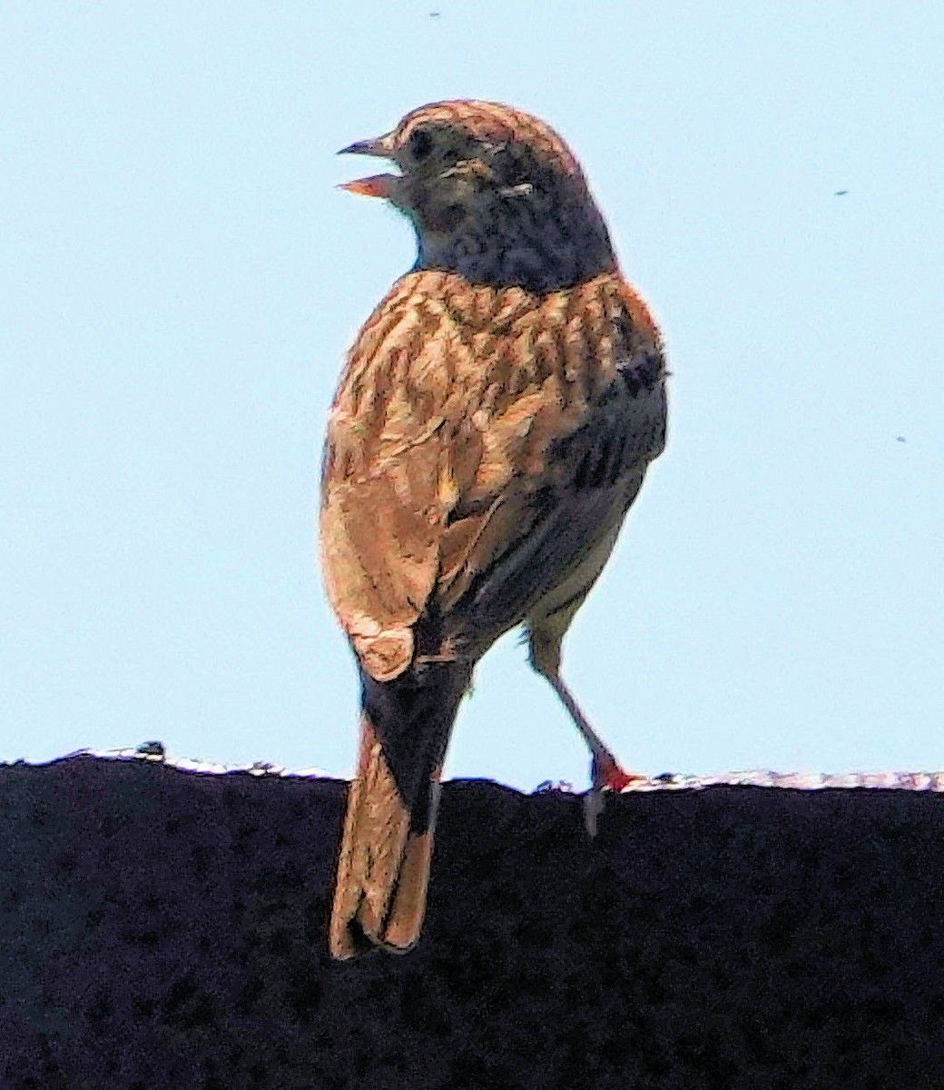 Vesper Sparrow - ML620776043