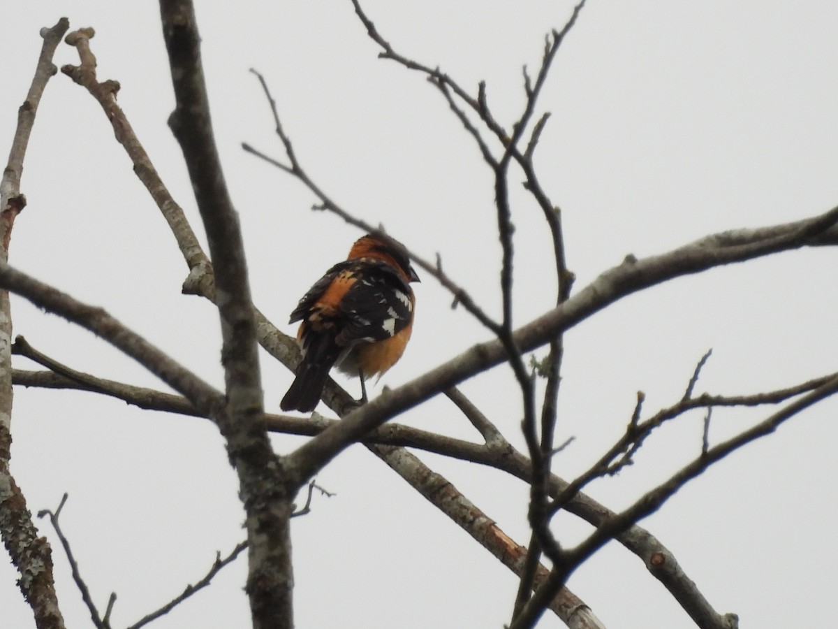 Cardinal à tête noire - ML620776045