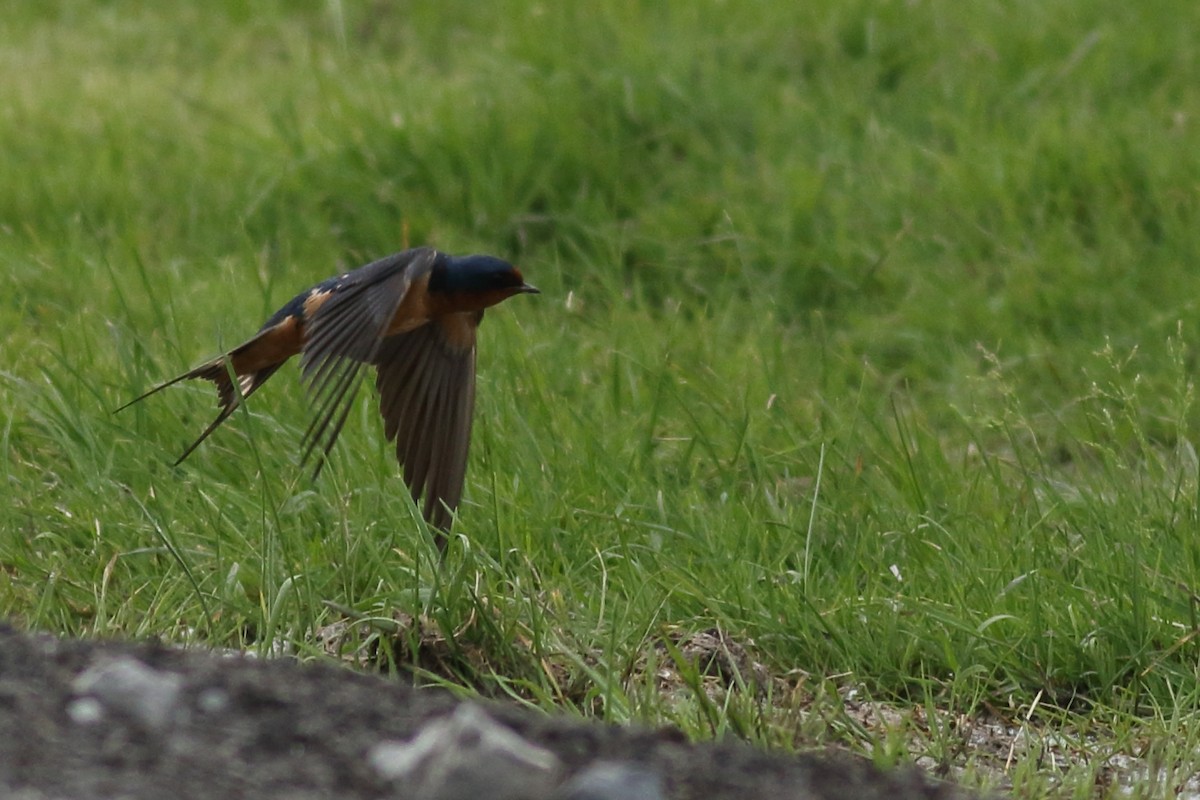 Barn Swallow - Richard Stanton