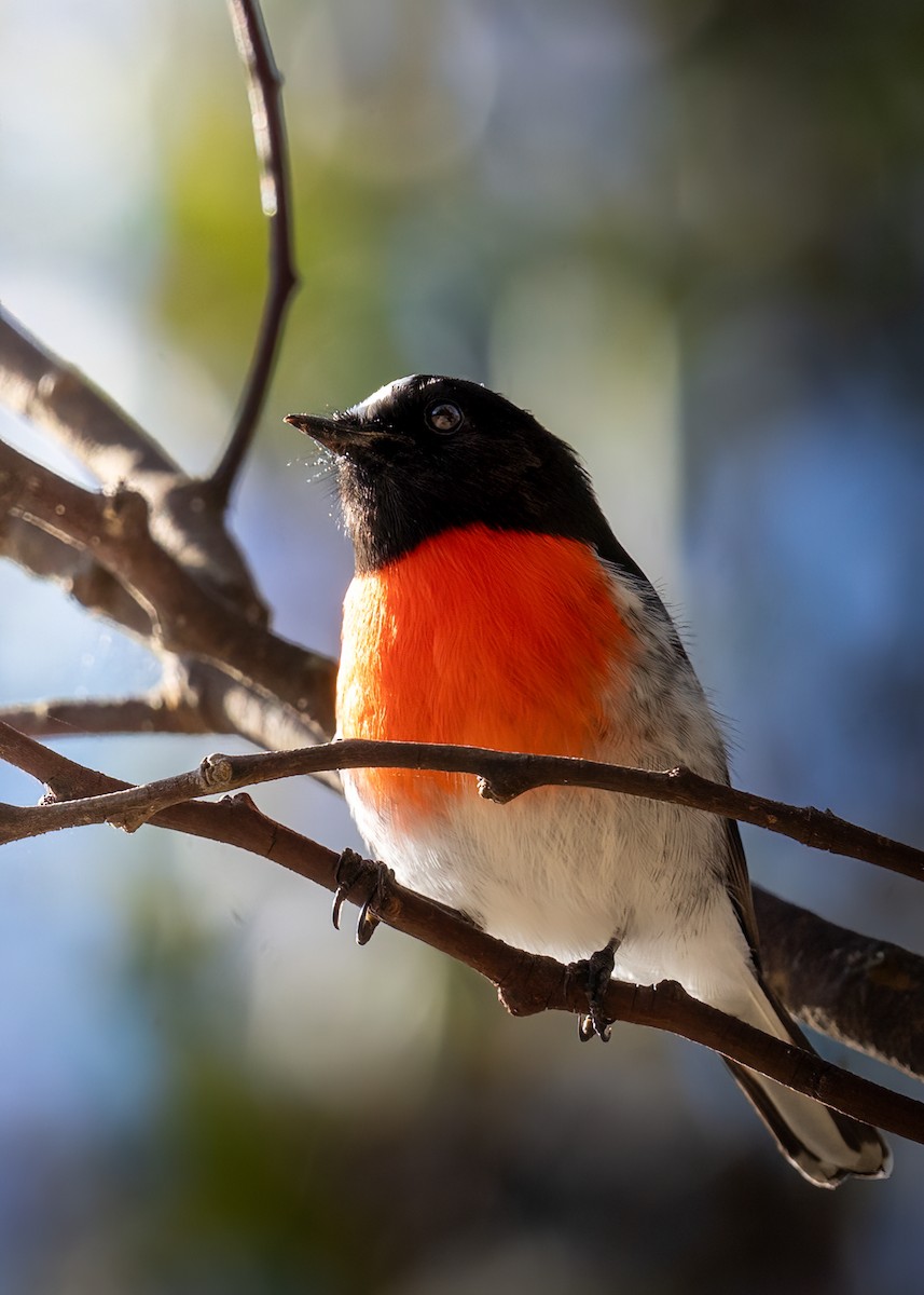 Scarlet Robin - ML620776048