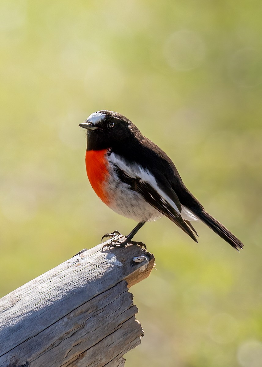 Scarlet Robin - ML620776049