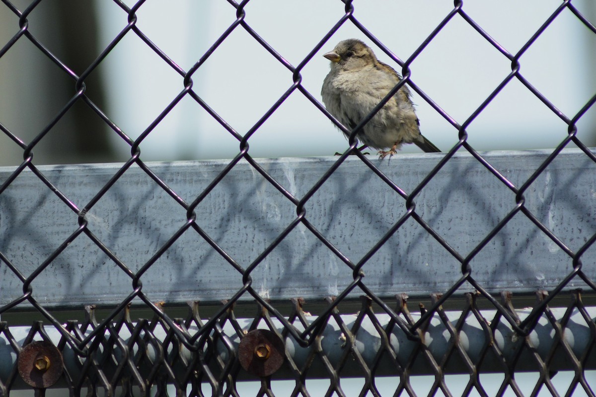 House Sparrow - ML620776052