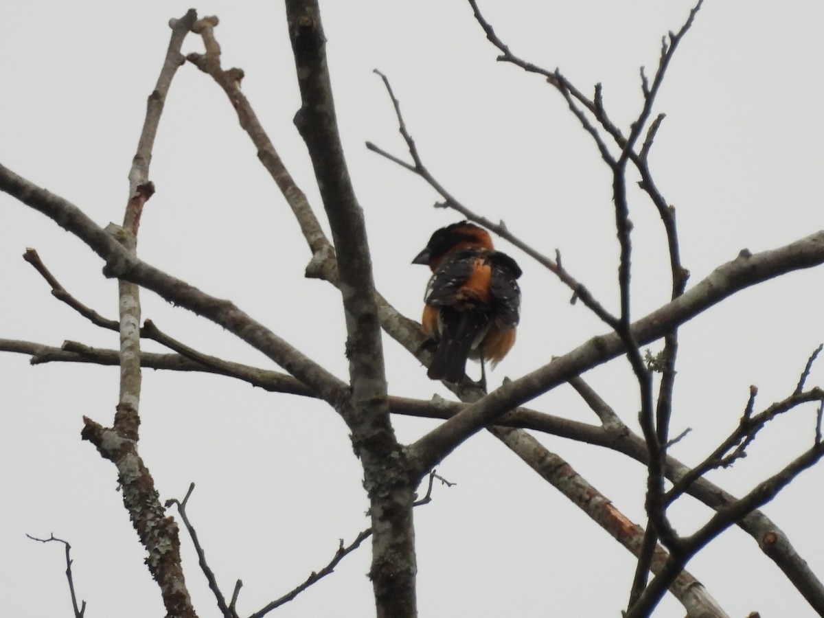 Black-headed Grosbeak - ML620776053