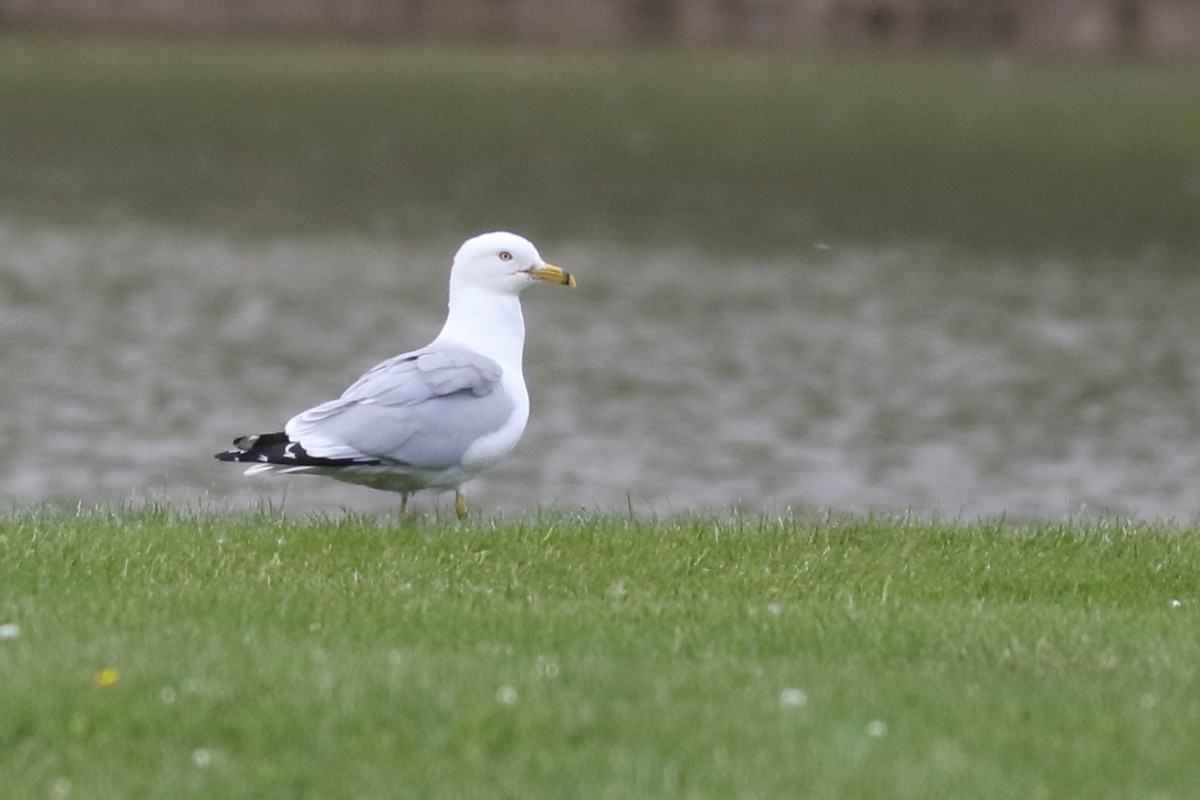 Ring-billed Gull - Richard Stanton