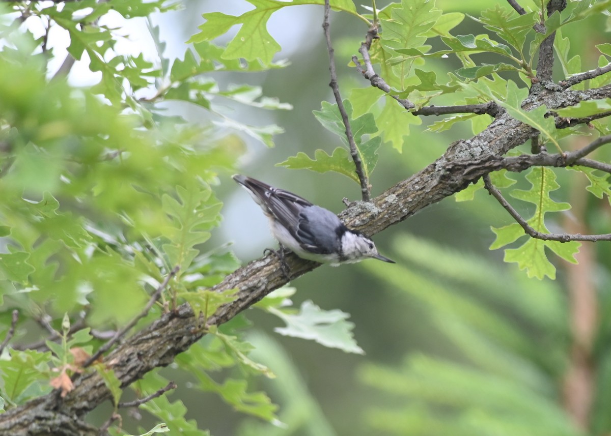 White-breasted Nuthatch - ML620776061