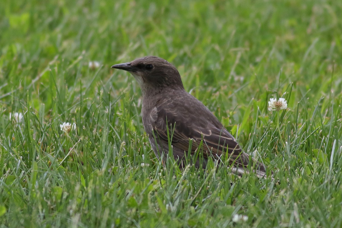 European Starling - ML620776064