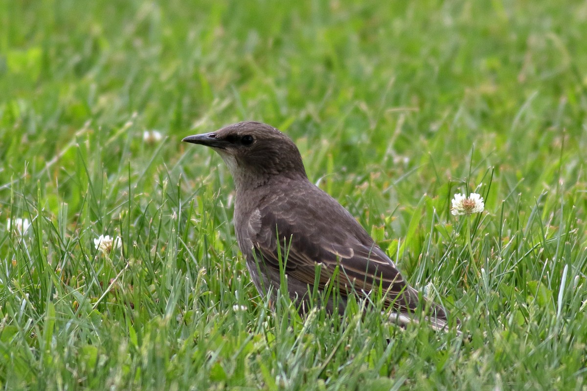 European Starling - ML620776065