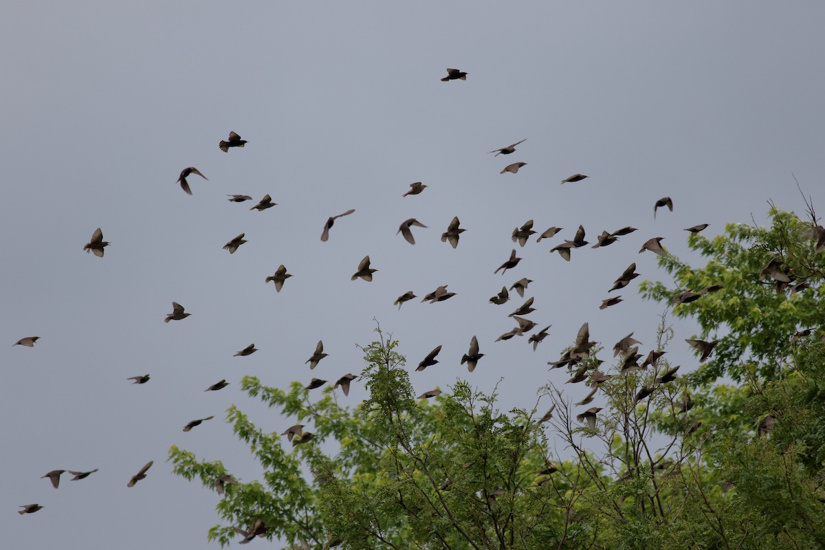 European Starling - ML620776066