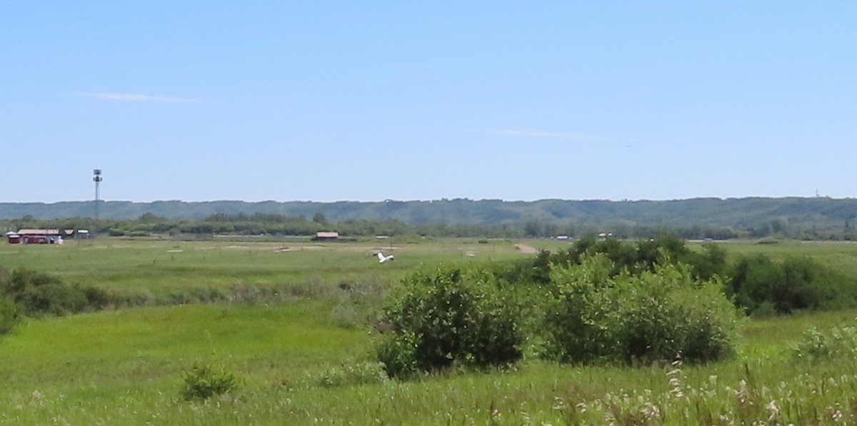 American White Pelican - ML620776069