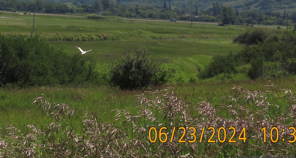 American White Pelican - ML620776070