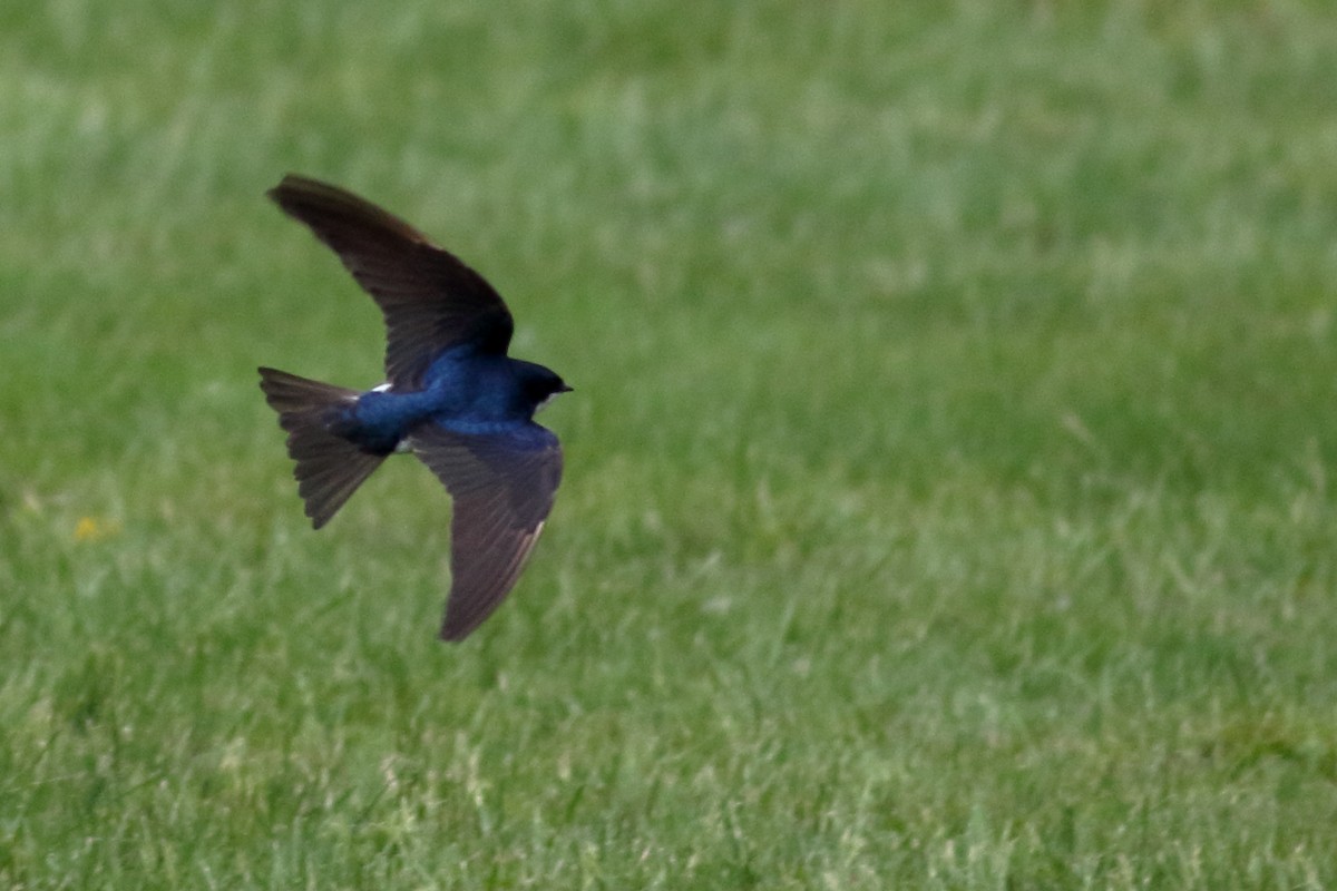 Golondrina Bicolor - ML620776076