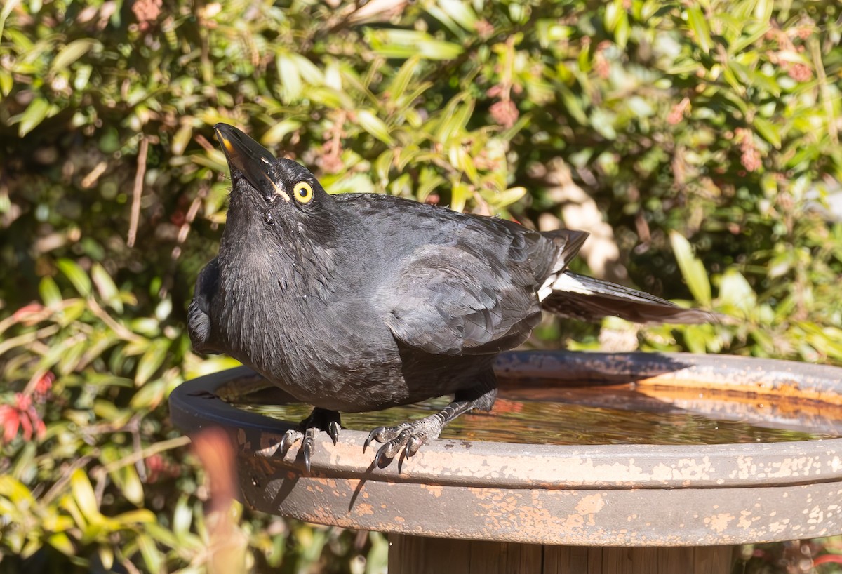 Pied Currawong - ML620776077