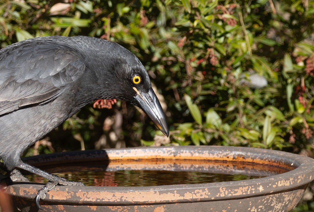 Pied Currawong - ML620776078