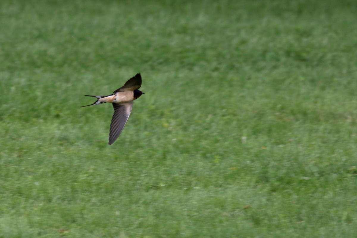 Barn Swallow - ML620776079