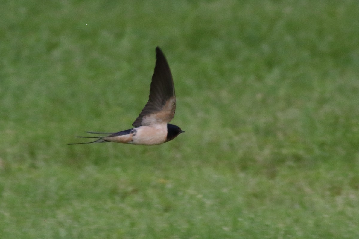 Golondrina Común - ML620776082