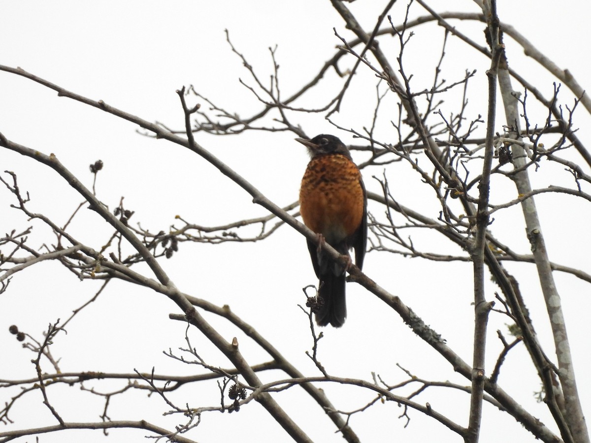 American Robin - ML620776083