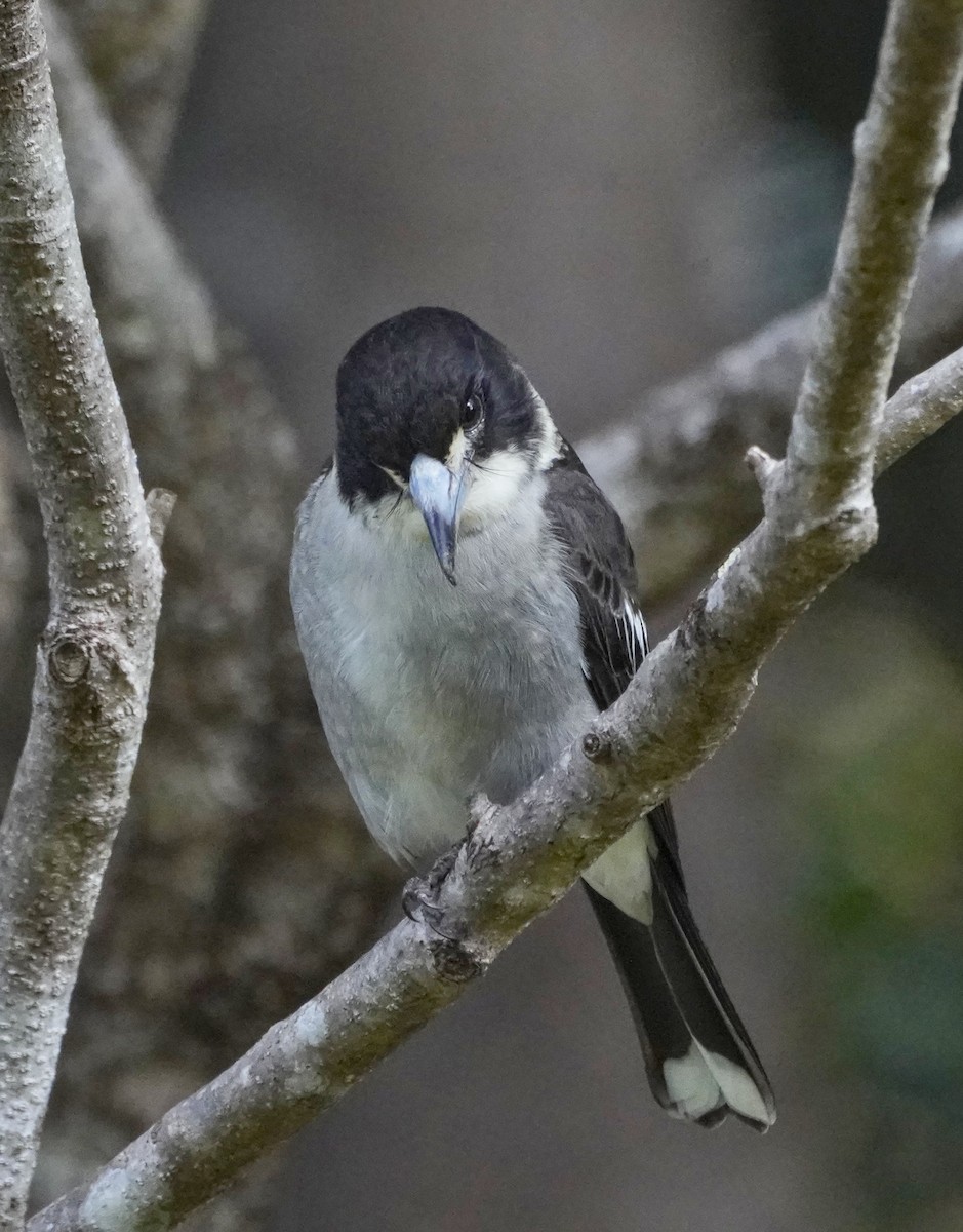 Gray Butcherbird - ML620776086