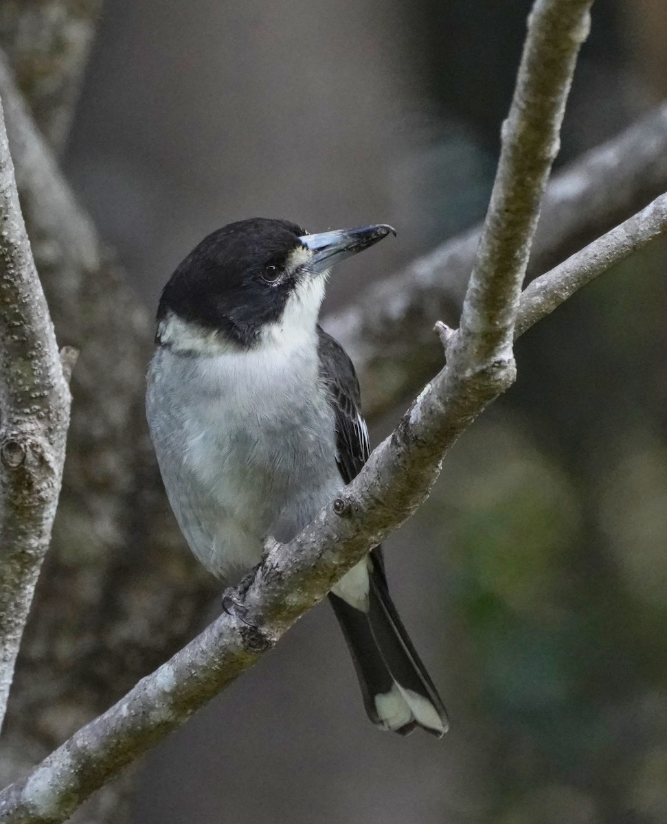 Gray Butcherbird - ML620776087