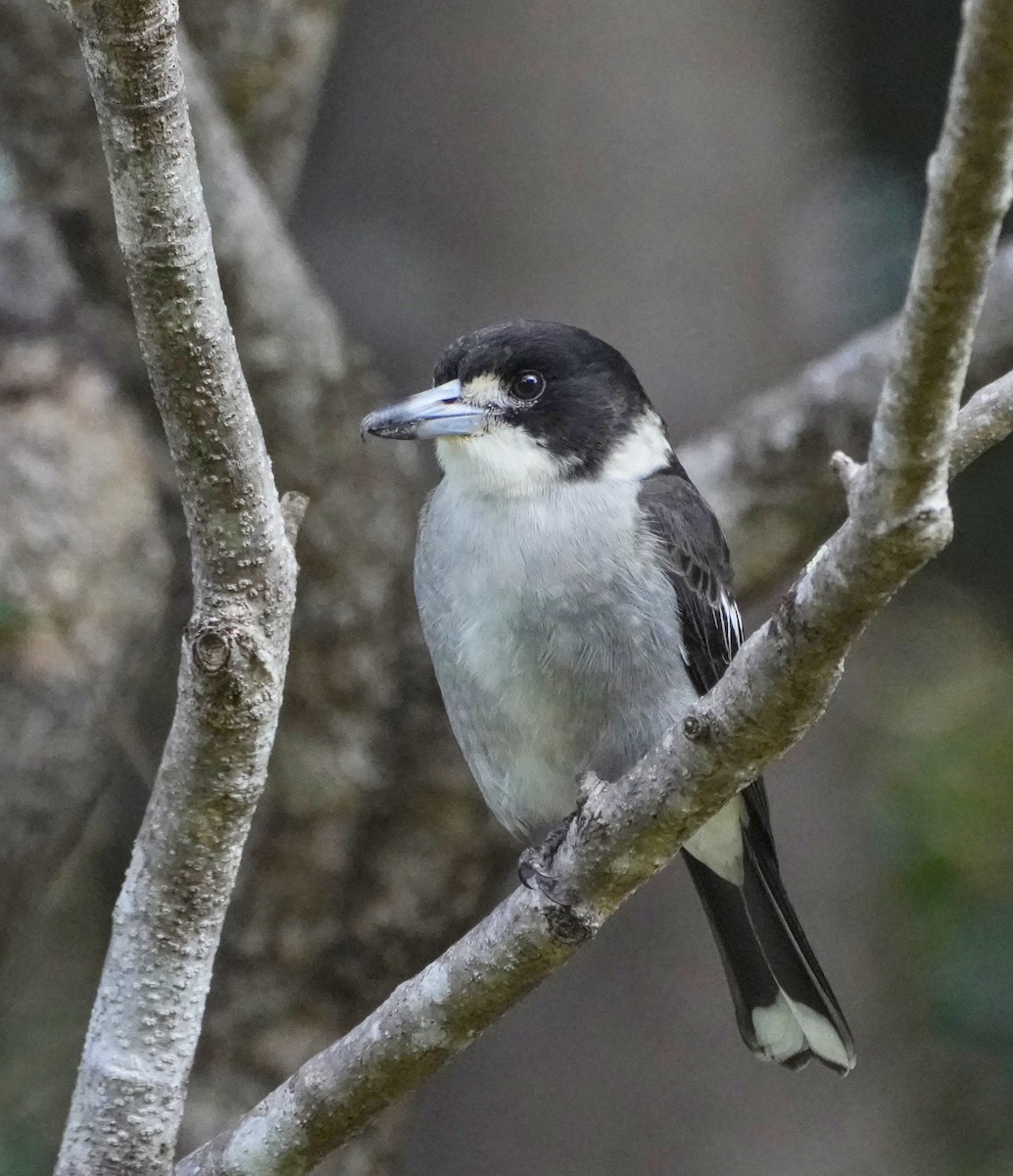 Gray Butcherbird - ML620776088