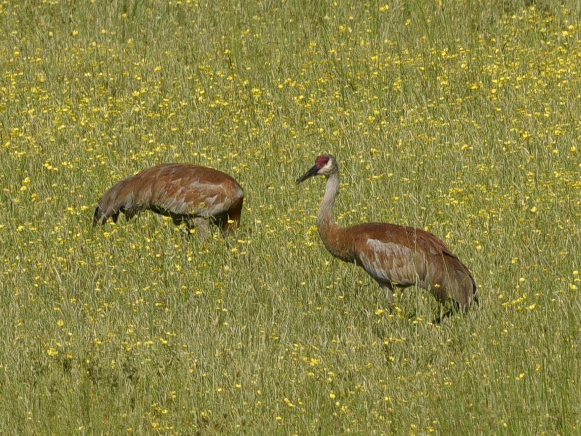 Grulla Canadiense - ML620776090