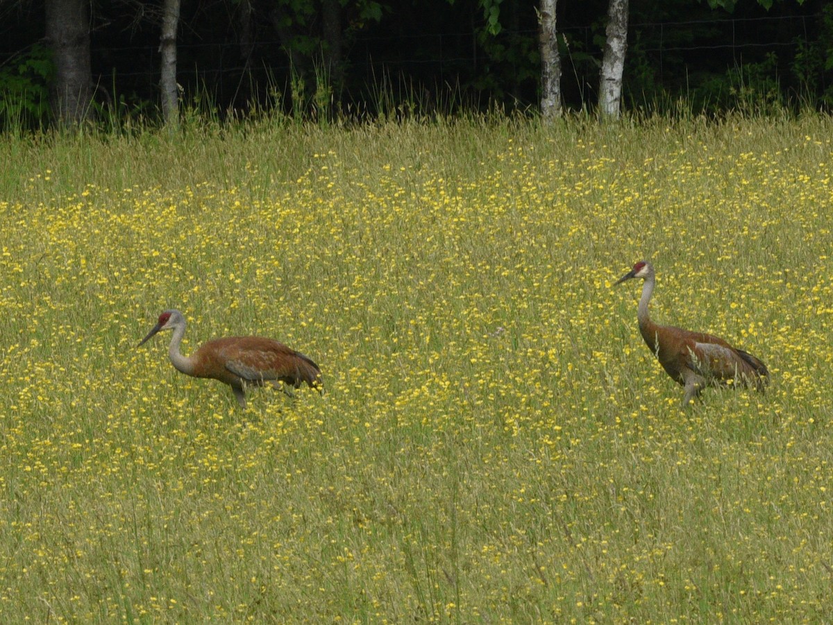 Sandhill Crane - Wendy Hill