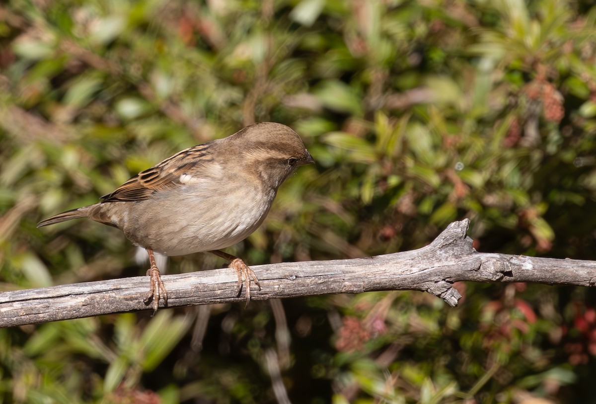 House Sparrow - ML620776095