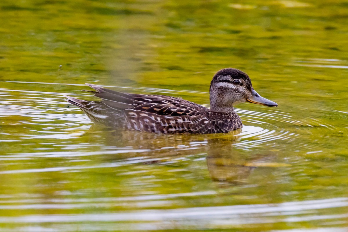 Green-winged Teal - ML620776098