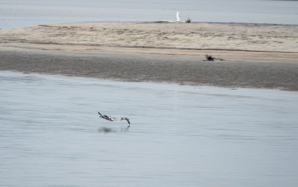 Red-breasted Merganser - ML620776100