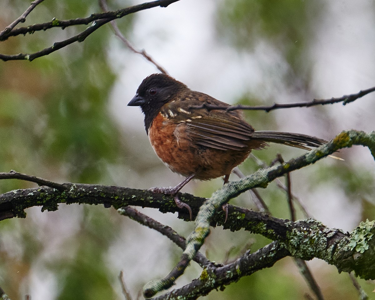 Spotted Towhee (Olive-backed) - ML620776101