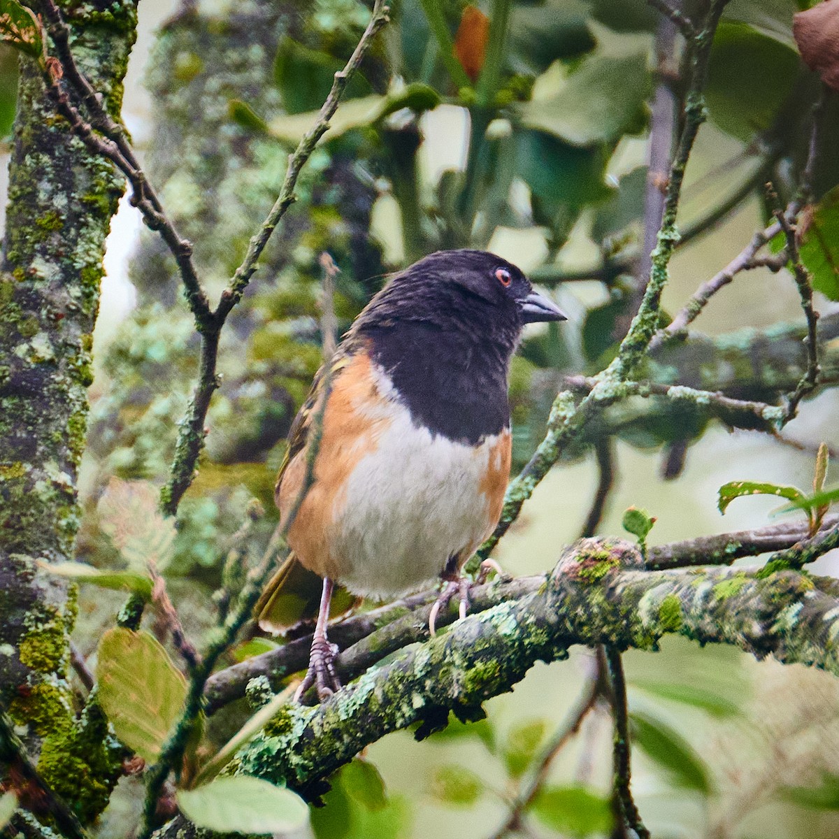 Spotted Towhee (Olive-backed) - ML620776102