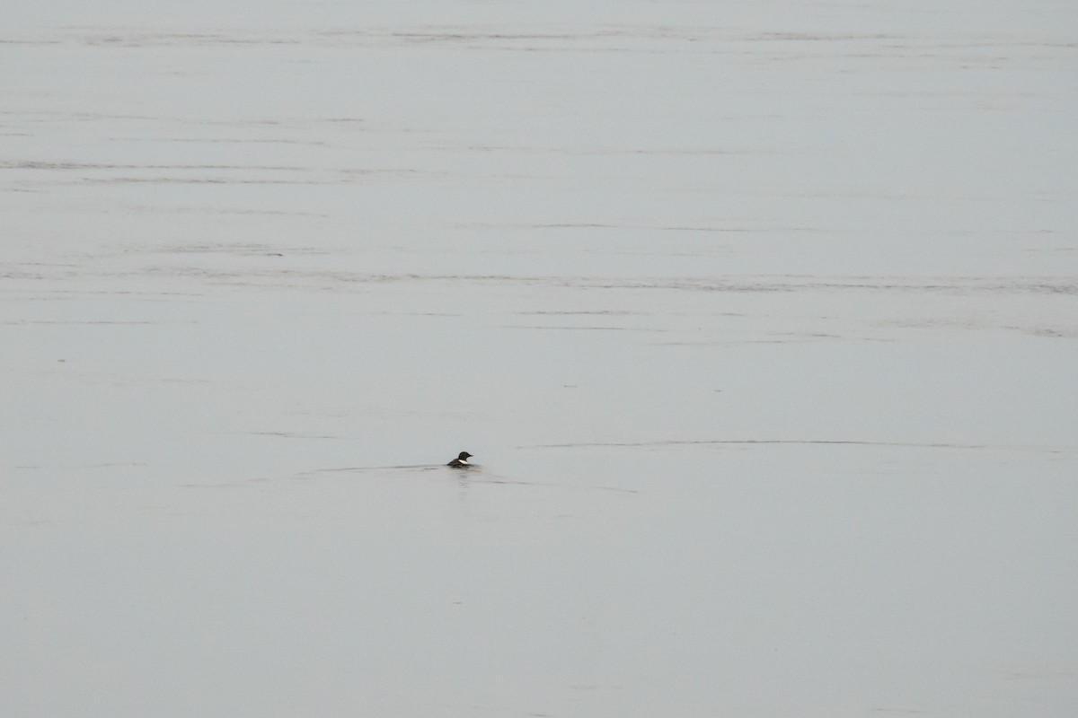 Black Guillemot - ML620776103