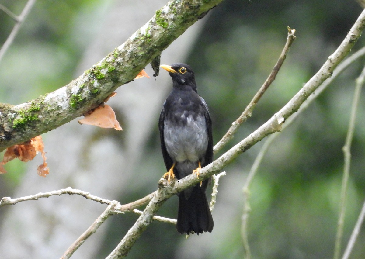 Yellow-legged Thrush - ML620776107