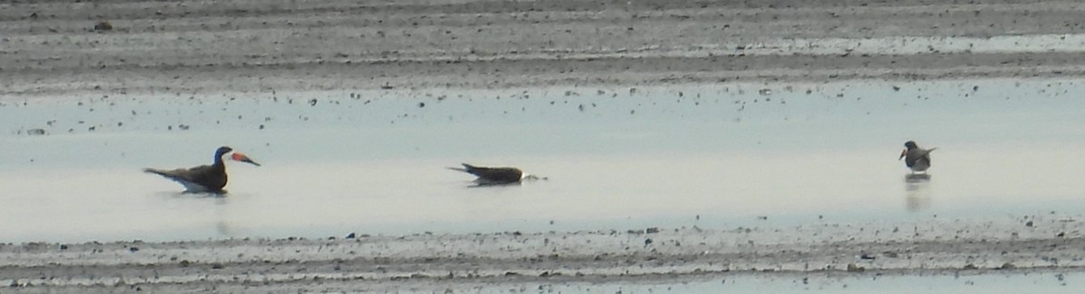 Black Skimmer - Susan  McKemy