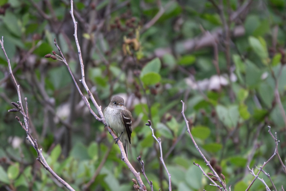 Alder Flycatcher - ML620776112