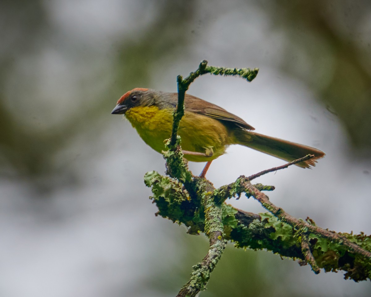 Rufous-capped Brushfinch - ML620776114