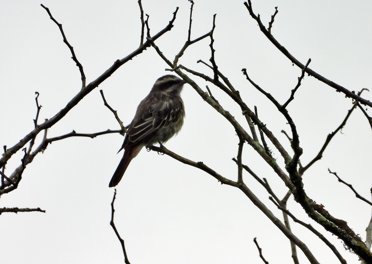 Variegated Flycatcher - Manuel Pérez R.