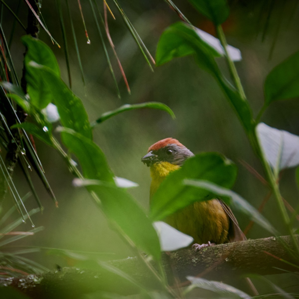 アカボウシヤブシトド - ML620776117