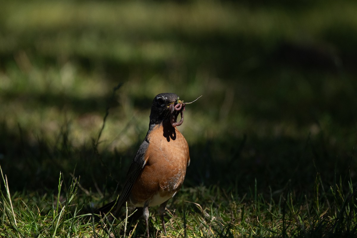 American Robin - ML620776125