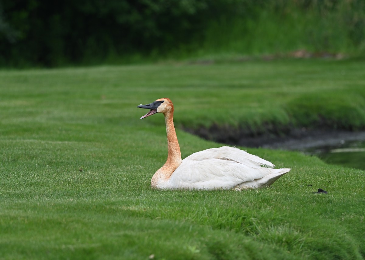 Cisne Trompetero - ML620776127