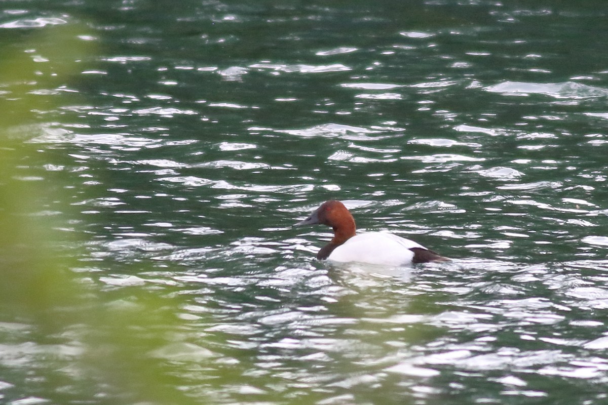 Canvasback - ML620776128