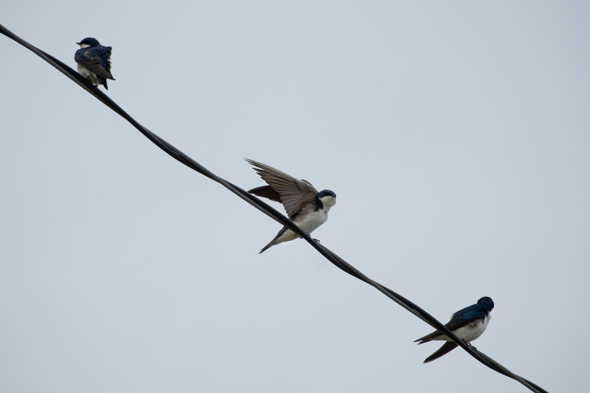 Golondrina Bicolor - ML620776130