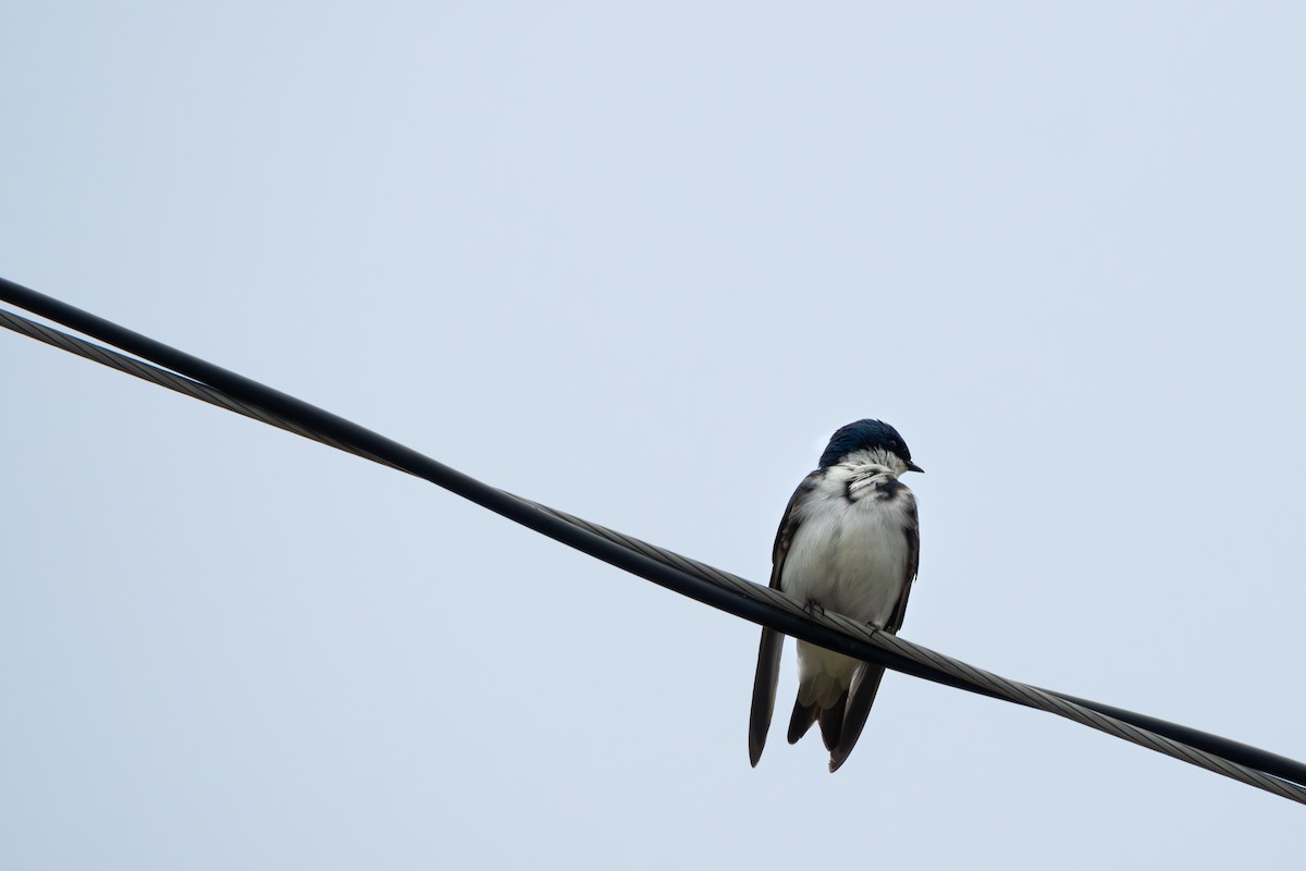 Golondrina Bicolor - ML620776131