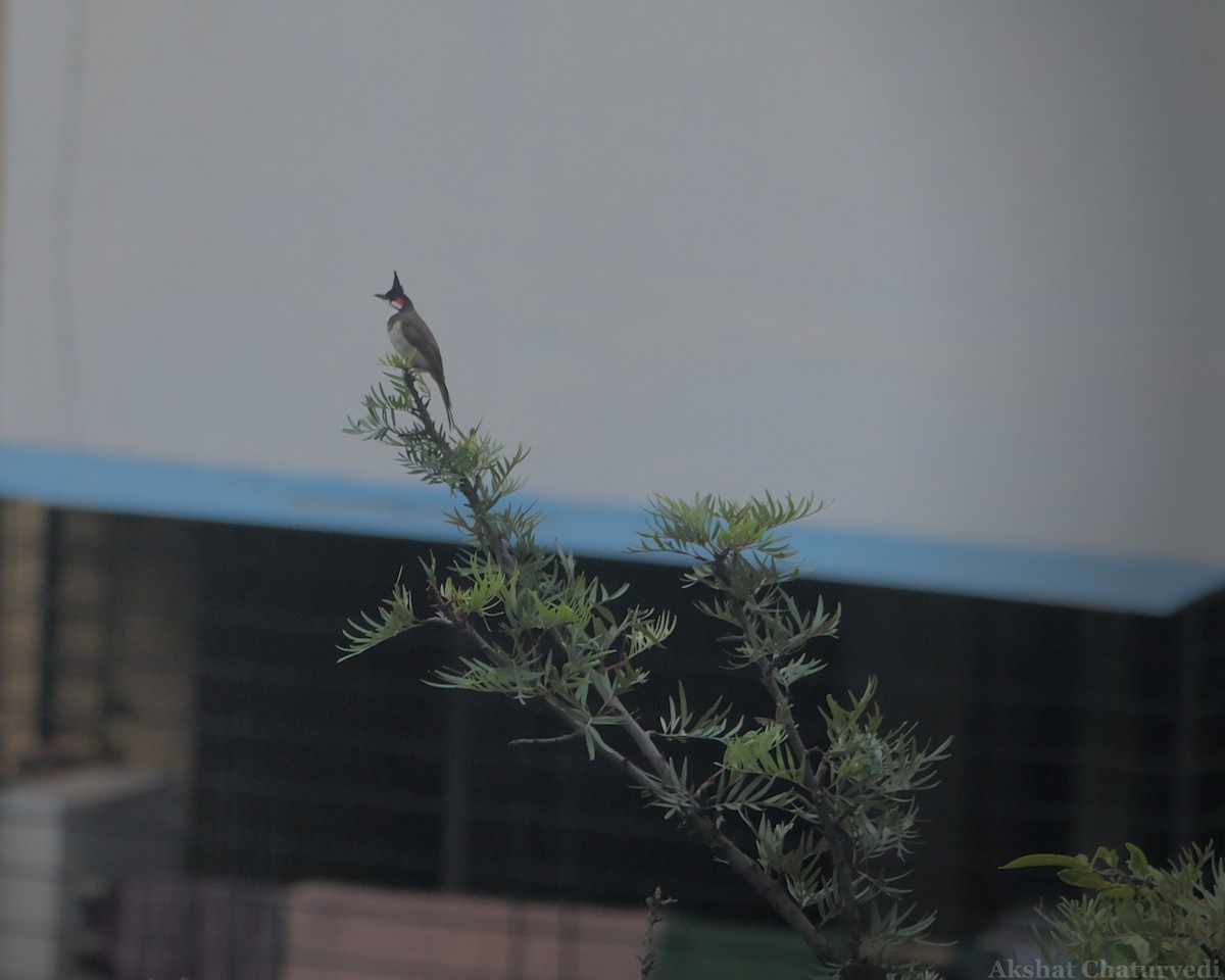 Red-whiskered Bulbul - ML620776133