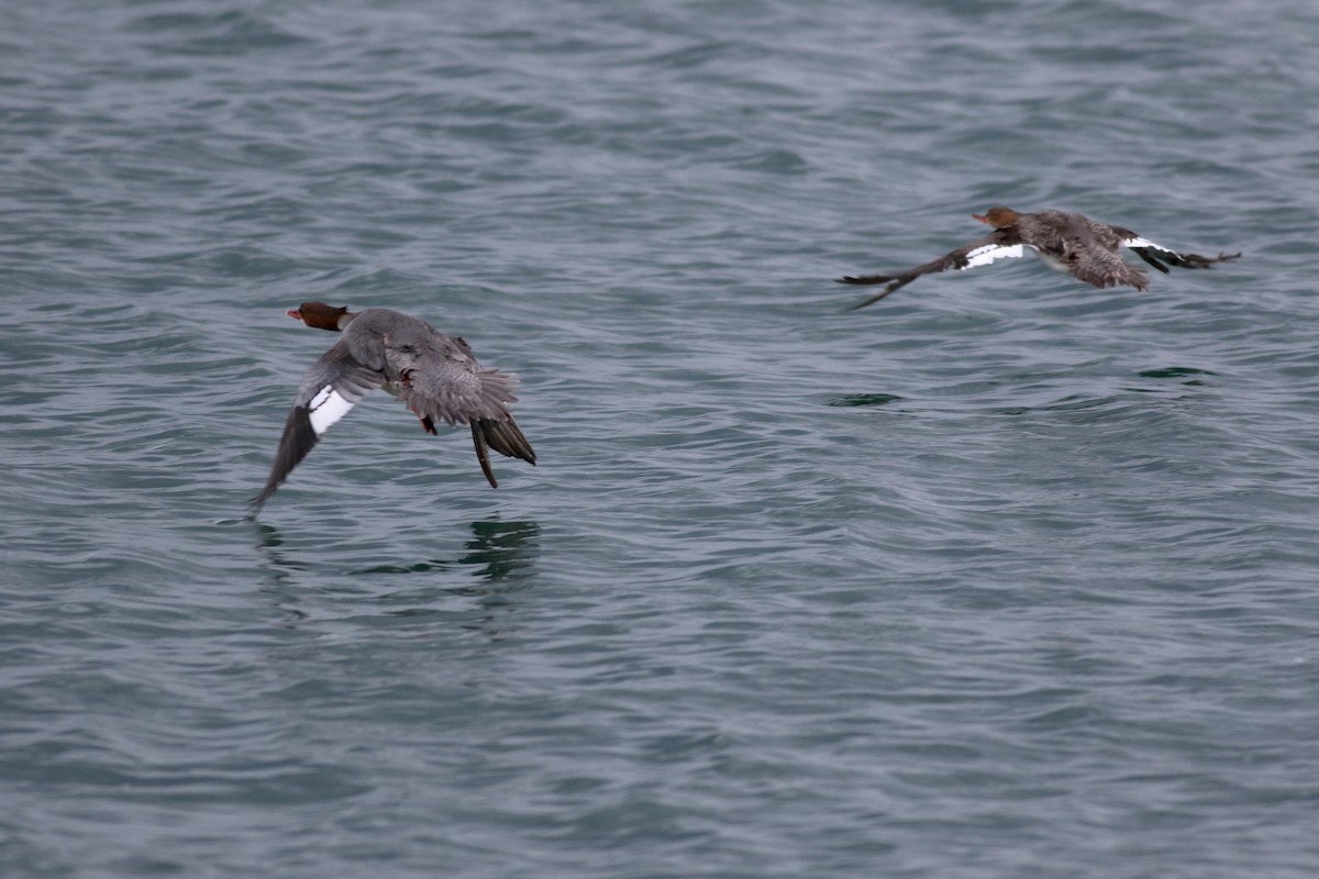 Common/Red-breasted Merganser - ML620776134