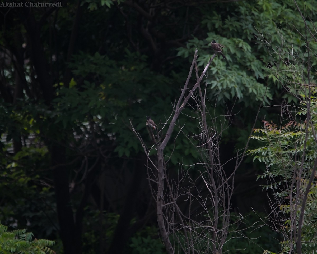 Red-vented Bulbul - ML620776136